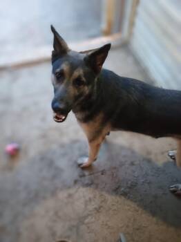 Rescue German Shepherd Dog Dogs for Adoption in Edgemoor, Delaware - SERGE | PetCurious