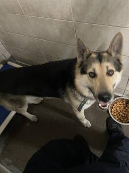 German Shepherd Dog Dogs Available for Adoption in Stockton, California - PEPPERJACK | PetCurious