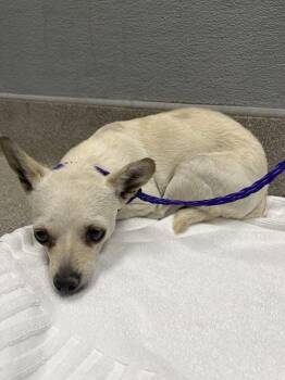 VICTORIA -  Chihuahua Dog for Adoption in Las Vegas, Nevada - VICTORIA | PetCurious