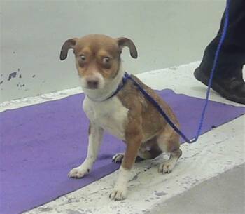 TOBEY -  Chihuahua and Mixed Breed Dog for Adoption in Houston, Texas - TOBEY | PetCurious
