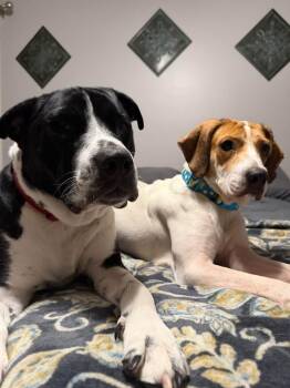 Sugar -  Hound Dog for Adoption in Berlin, New Jersey - Sugar | PetCurious