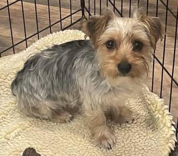 Yorkshire Terrier Dogs Available for Adoption in Overland Park, Kansas - Oscar | PetCurious