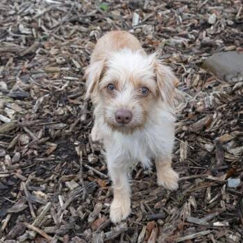 Yorkshire Terrier Dogs Available for Adoption in Mckean, Pennsylvania - Tina | PetCurious