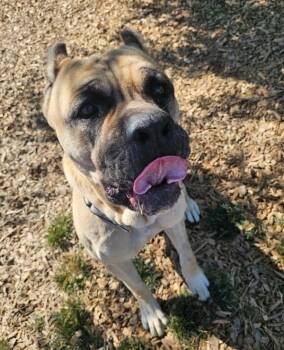 Rocko -  Cane Corso Dog for Adoption in Salem, Oregon - Rocko | PetCurious