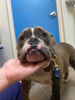 Mixed Breed Dogs Available for Adoption in Ocala, Florida - Axel Reed | PetCurious