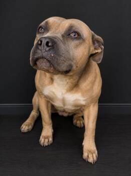 Pit Bull Terrier and Mixed Breed Dogs Available for Adoption in West Memphis, Arkansas - Humphrey | PetCurious