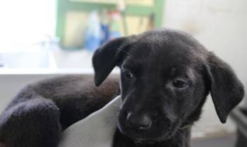 Baby -  German Shepherd Dog and Mixed Breed Dog for Adoption in Picayune, Mississippi - Baby | PetCurious