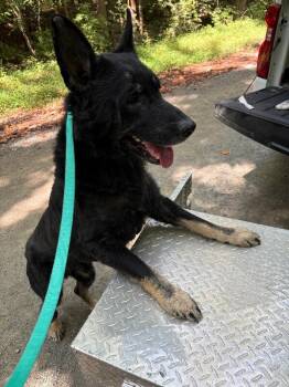 Griffon -  German Shepherd Dog Dog for Adoption in Providence Forge, Virginia - Griffon | PetCurious