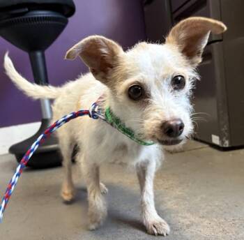 *Corina* -  Terrier Dog for Adoption in Salt Lake City, Utah - *Corina* | PetCurious
