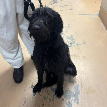 Poodle Dogs Available for Adoption - Swan-Foster Home Needed | PetCurious