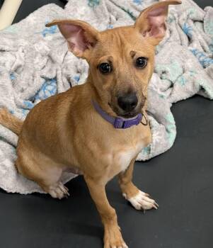 LIL BUDDY -  Chihuahua Dog for Adoption in Opelousas, Louisiana - LIL BUDDY | PetCurious