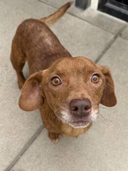 SAM ELLIOT -  Dachshund and Pit Bull Terrier Dog for Adoption in Sacramento, California - SAM ELLIOT | PetCurious