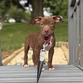 Taffy -  American Staffordshire Terrier Dog for Adoption in Houston, Texas - Taffy | PetCurious