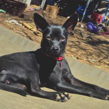 Jenny -  Chihuahua Dog Available for Adoption in Lafayette, Colorado - Jenny | PetCurious