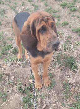 Bloodhound Dogs Available for Adoption in Severance, Colorado - Pluto | PetCurious