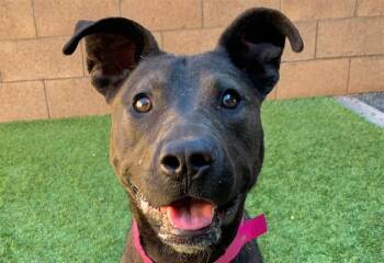 RUBY -  Pit Bull Terrier and Mixed Breed Dog for Adoption in Moreno Valley, California - RUBY | PetCurious