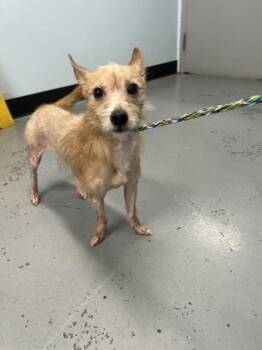 Chihuahua Dogs Available for Adoption in Sacramento, California - Lucky | PetCurious