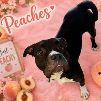 Peaches -  Mixed Breed Dog for Adoption in Waldorf, Maryland - Peaches | PetCurious