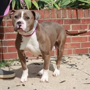 Pinky -  Pit Bull Terrier and Mixed Breed Dog for Adoption in Richmond, Virginia - Pinky | PetCurious