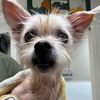 Willow -  Mixed Breed Dog for Adoption in Pekin, Illinois - Willow | PetCurious