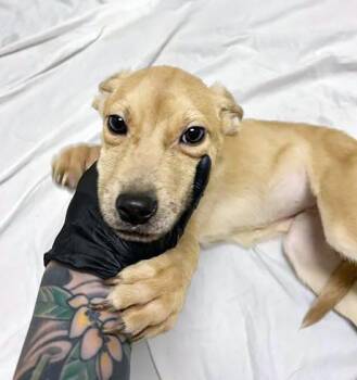 Mixed Breed Dogs Available for Adoption in Nashville, Tennessee - Aluminum | PetCurious