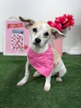 Khloe-One of our Amazing Rescue Dogs -  Chihuahua and Jack Russell Terrier Dog for Adoption in Carlsbad, California - Khloe-One Of Our Amazing Rescue Dogs | PetCurious
