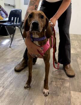 Olive Oyl -  Plott Hound Dog for Adoption in Marshall, North Carolina - Olive Oyl | PetCurious