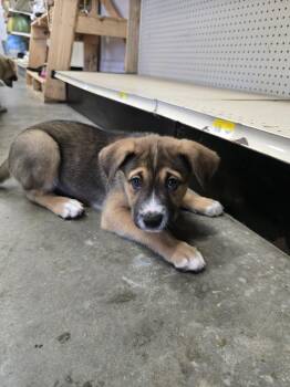 STANLEY -  Mixed Breed Dog for Adoption in Holbrook, New York - STANLEY | PetCurious