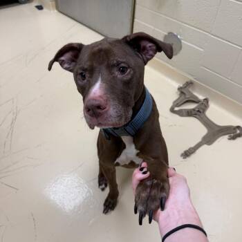 Tank -  Mixed Breed Dog for Adoption in Winston-salem, North Carolina - Tank | PetCurious
