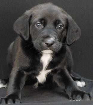 Ditto -  Irish Wolfhound and Bluetick Coonhound Dog for Adoption in Newland, North Carolina - Ditto | PetCurious
