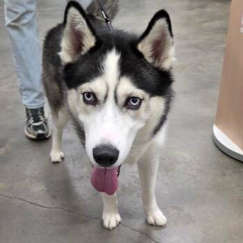 Husky Dogs Available for Adoption - Enzo 2 | PetCurious