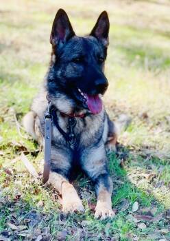 Rescue German Shepherd Dog Dogs for Adoption in Shingle Springs, California - Freya | PetCurious