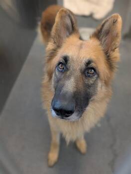 Mixed Breed Dogs Available for Adoption in Dallas, Texas - KONG | PetCurious