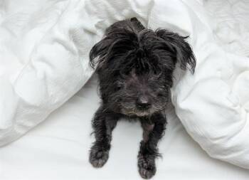 STRAY NOT AVAILABLE -  Schnauzer Dog for Adoption in Fort Lauderdale, Florida - STRAY NOT AVAILABLE | PetCurious
