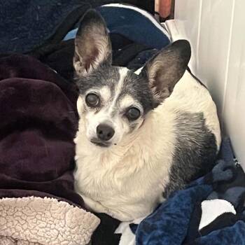 MELLOW -  Chihuahua Dog for Adoption in Graham, Washington - MELLOW | PetCurious