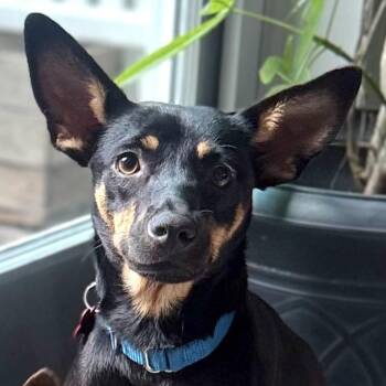 Pepper -  Miniature Pinscher Dog for Adoption - Pepper | PetCurious