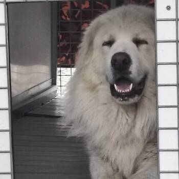 Great Pyrenees Dogs Available for Adoption - Aspen | PetCurious