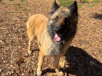 HEIDI* -  Belgian Shepherd Tervuren and Mixed Breed Dog for Adoption in Santa Cruz, California - HEIDI* | PetCurious