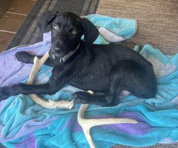 Ryder -  Weimaraner and German Shepherd Dog Dog for Adoption - Ryder | PetCurious