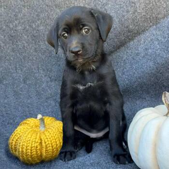 Rescue Spaniel and Terrier Dogs for Adoption in San Diego, California - Speckle Pup - Splashes | PetCurious