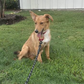 Yuca -  German Shepherd Dog Dog for Adoption in Magnolia, Texas - Yuca | PetCurious