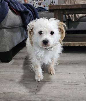 Lucky -  West Highland White Terrier Westie Dog Available for Adoption in Lexington, Kentucky - Lucky | PetCurious