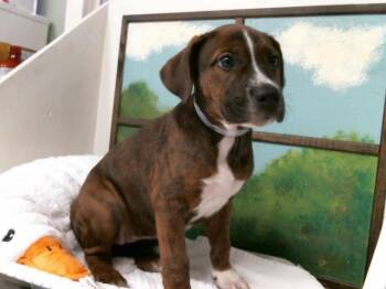 Staffordshire Bull Terrier Dogs Available for Adoption in Houston, Texas - A2070461 | PetCurious