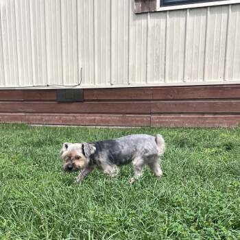 Yorkshire Terrier Dogs Available for Adoption in Houston, Texas - Tucker James | PetCurious