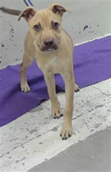 German Shepherd Dog and Mixed Breed Dogs Available for Adoption in Houston, Texas - A2072260 | PetCurious