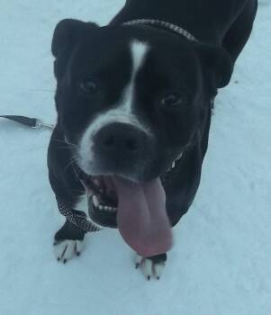 Boxer and Black Labrador Retriever Dogs Available for Adoption - KANDY | PetCurious