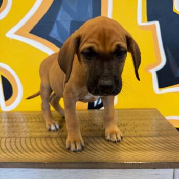 Theo -  Rhodesian Ridgeback Dog for Adoption in Mankato, Minnesota - Theo | PetCurious