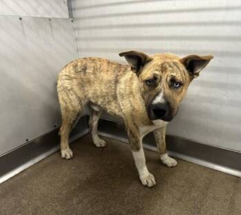 Pit Bull Terrier and Mixed Breed Dogs Available for Adoption in San Bernardino, California - ARCHIE | PetCurious