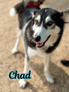 Rescue Husky Dogs for Adoption in Boerne, Texas - Chad | PetCurious