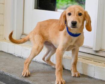 PUPPY HATTIE -  Labrador Retriever and Redbone Coonhound Dog for Adoption in Franklin, Tennessee - PUPPY HATTIE | PetCurious